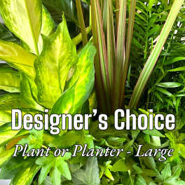Large mixed green houseplant arrangement with broad variegated leaves
