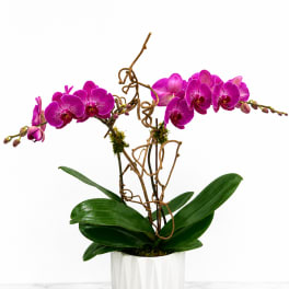 Orchid Plant
