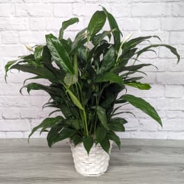 Potted peace lily plant in a white woven basket