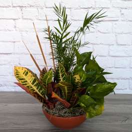 Mixed potted foliage arrangement in a low terracotta bowl