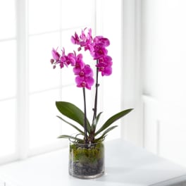 Pink orchids in a glass vase with moss and stones