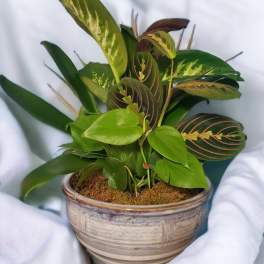 Potted plant arrangement with variegated and striped leaves in a ceramic bowl