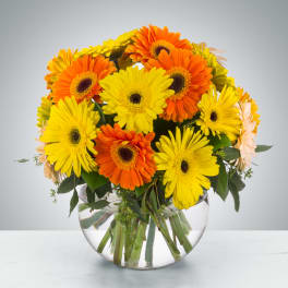 Yellow and orange gerbera daisies in a clear glass vase