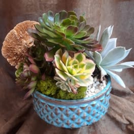 Succulent arrangement in a blue decorative pot with moss and white stones
