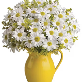 White daisies in a yellow pitcher vase