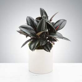Rubber Plant