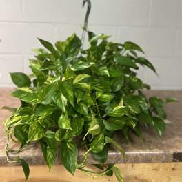 Hanging Pothos Plant