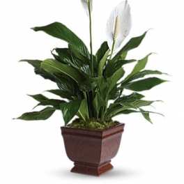Potted peace lily plant with white blooms in a brown planter