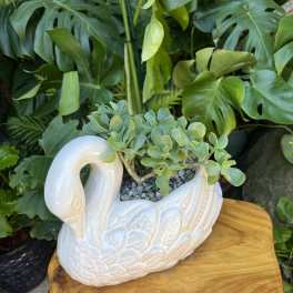 Succulent arrangement in a white swan-shaped ceramic planter