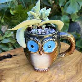 Brown owl