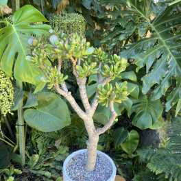 My Tree