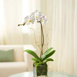 White orchid plant in a square glass vase with moss