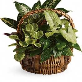 Basket of assorted green houseplants