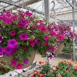 Hanging planter of bright pink petunia-like flowers in a greenhouse