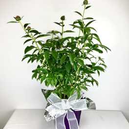 Perennial Peony