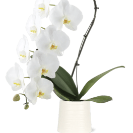 Jumbo Orchid in Ceramic