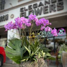 Pink orchids arranged in a gold planter with mixed tropical foliage