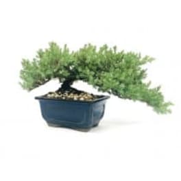 Small bonsai tree in a blue rectangular pot