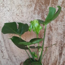 Potted monstera plant with large split green leaves in a white planter