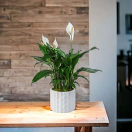 Potted peace lily with white blooms in a white ceramic planter