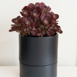 Dark burgundy succulent arrangement in a black cylindrical pot