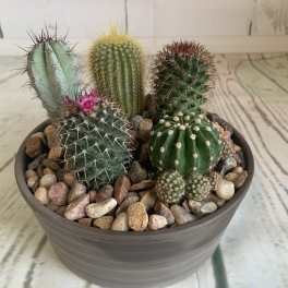 Potted cactus arrangement with several small cacti and decorative stones