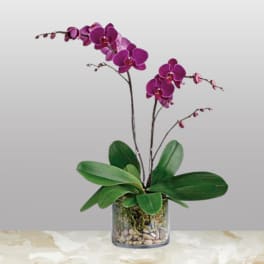 Potted purple phalaenopsis orchid with two tall blooming stems in a clear glass vase with pebbles.