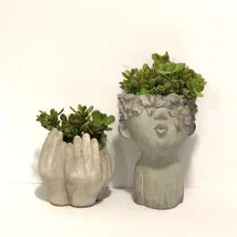Two succulent planters in sculpted gray containers