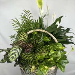 Basket of assorted green houseplants with white peace lilies