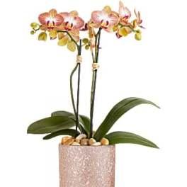 Potted orchid arrangement with pink blooms in a textured container