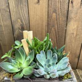 Succulent arrangement in a rectangular wooden planter with bamboo stakes