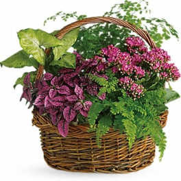 Basket of mixed potted plants with pink flowers and purple foliage