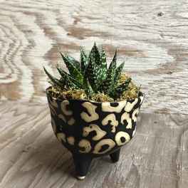 Small potted succulent in a patterned ceramic planter