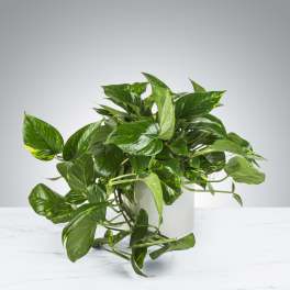 Trailing green houseplant in a white pot on a light surface