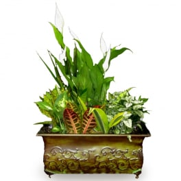 Mixed green plants in a decorative rectangular planter