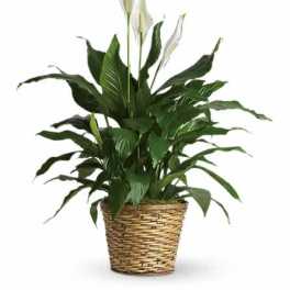 Simply Elegant Spathiphyllum - Medium