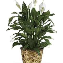 White peace lilies in a woven basket planter