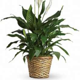 Simply Elegant Spathiphyllum (Peace Lily) - Medium