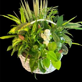 Mixed green houseplants in a white wicker basket with a small angel figurine