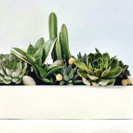 Succulent arrangement in a white rectangular planter with cactus accents