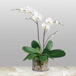 White orchid plant in a glass vase with broad green leaves