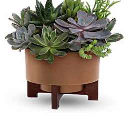 Teleflora's Harvest Succulent Garden