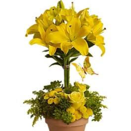 Yellow lily arrangement in a terracotta pot with a small butterfly decoration