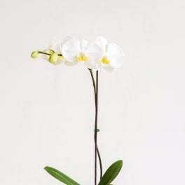 White orchid plant in a dark pot