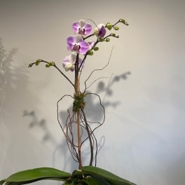 Potted orchid arrangement with purple blooms in a square glass vase