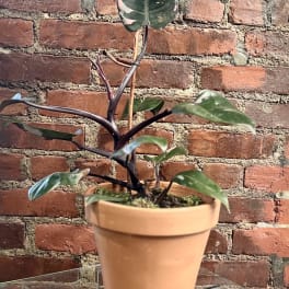 Potted variegated houseplant in a terracotta pot
