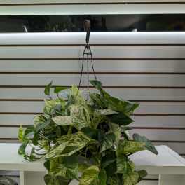 Hanging pothos plant with variegated green and cream leaves