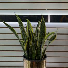 Snake Plant (Large)