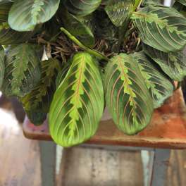 Red Prayer Plant