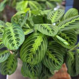 Green Prayer Plant